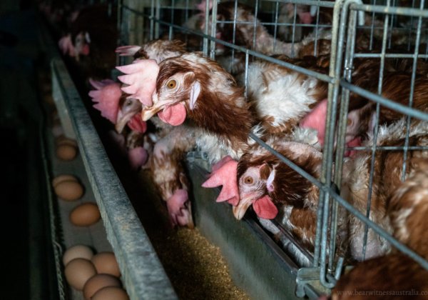 Egg-Laying Hens: Mothers, Not Machines