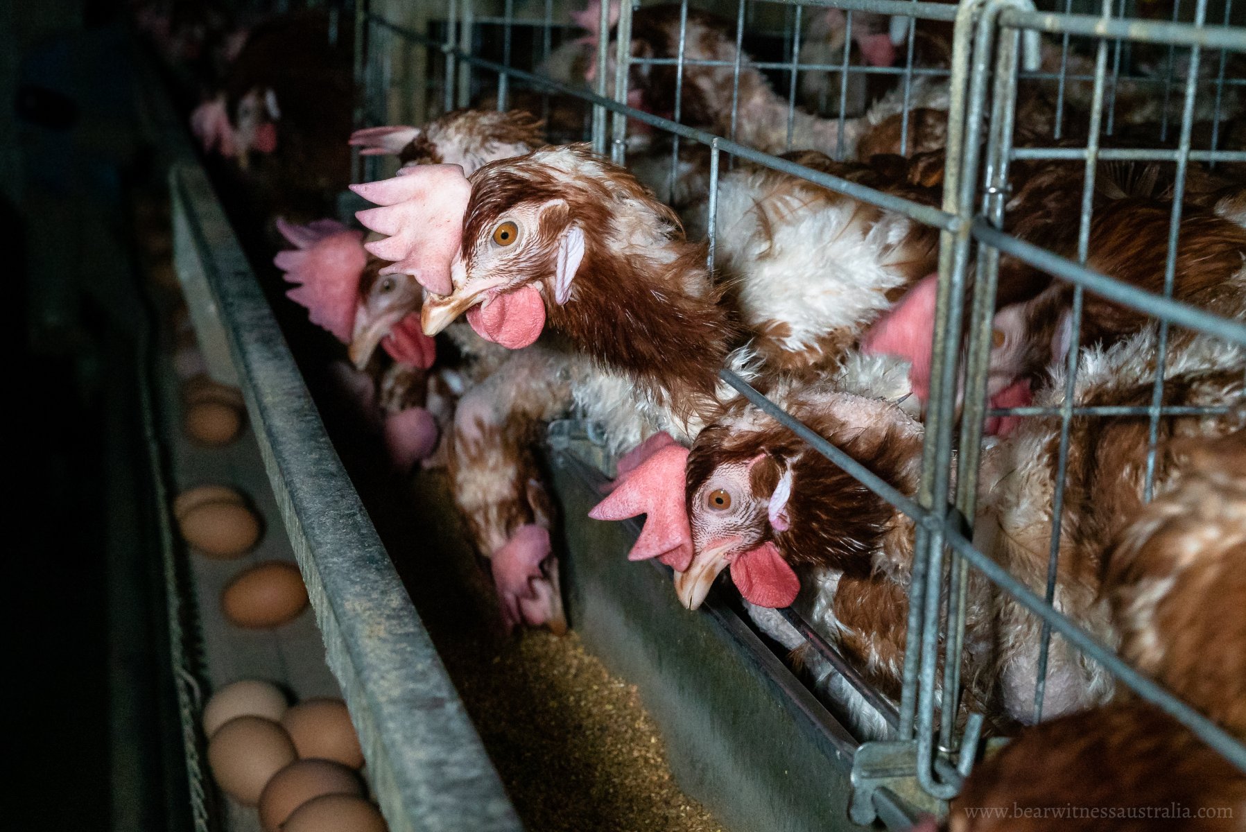 Battery Cage Chickens.