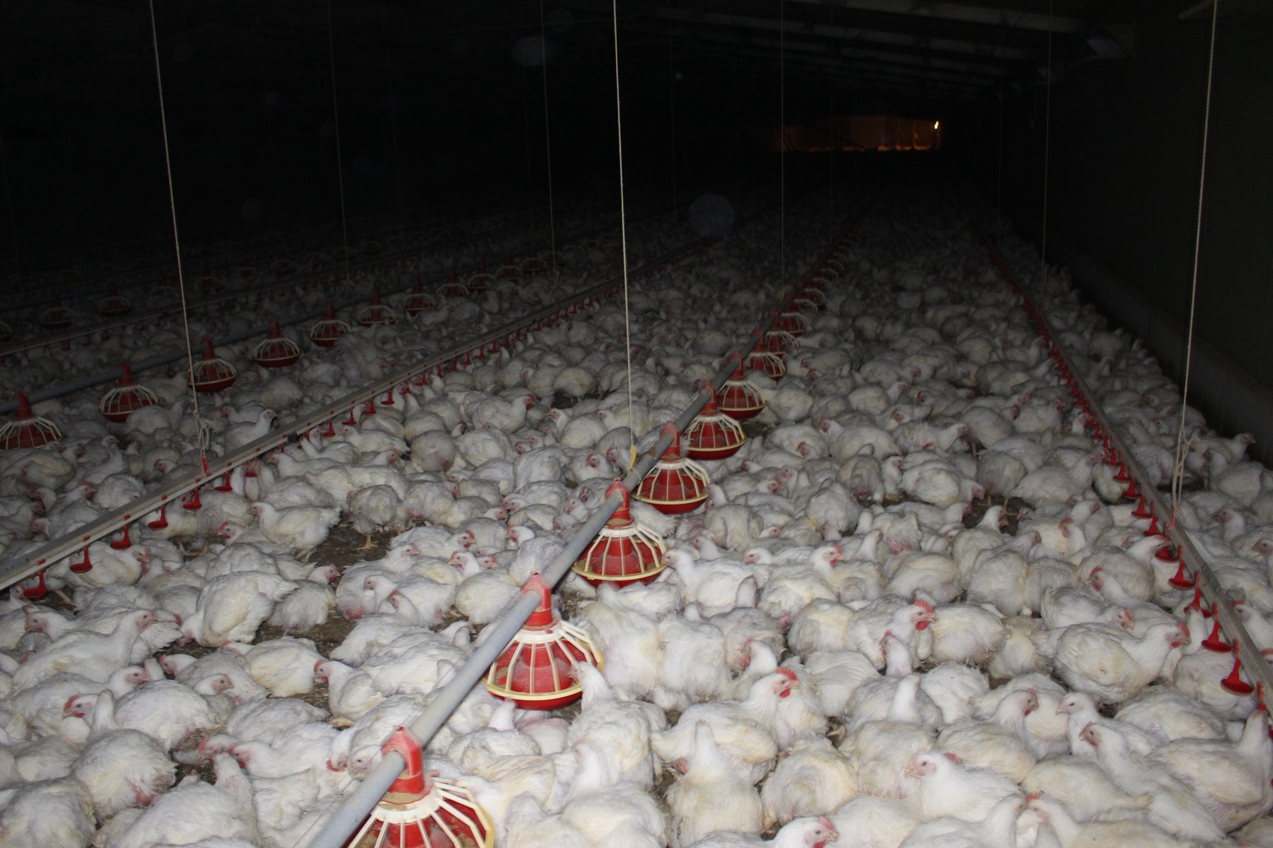 Seven week old chickens at Orland Poultry, Kepa SA, Australia.