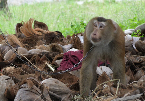 Help Stop Monkey Abuse in the Thai Coconut Industry