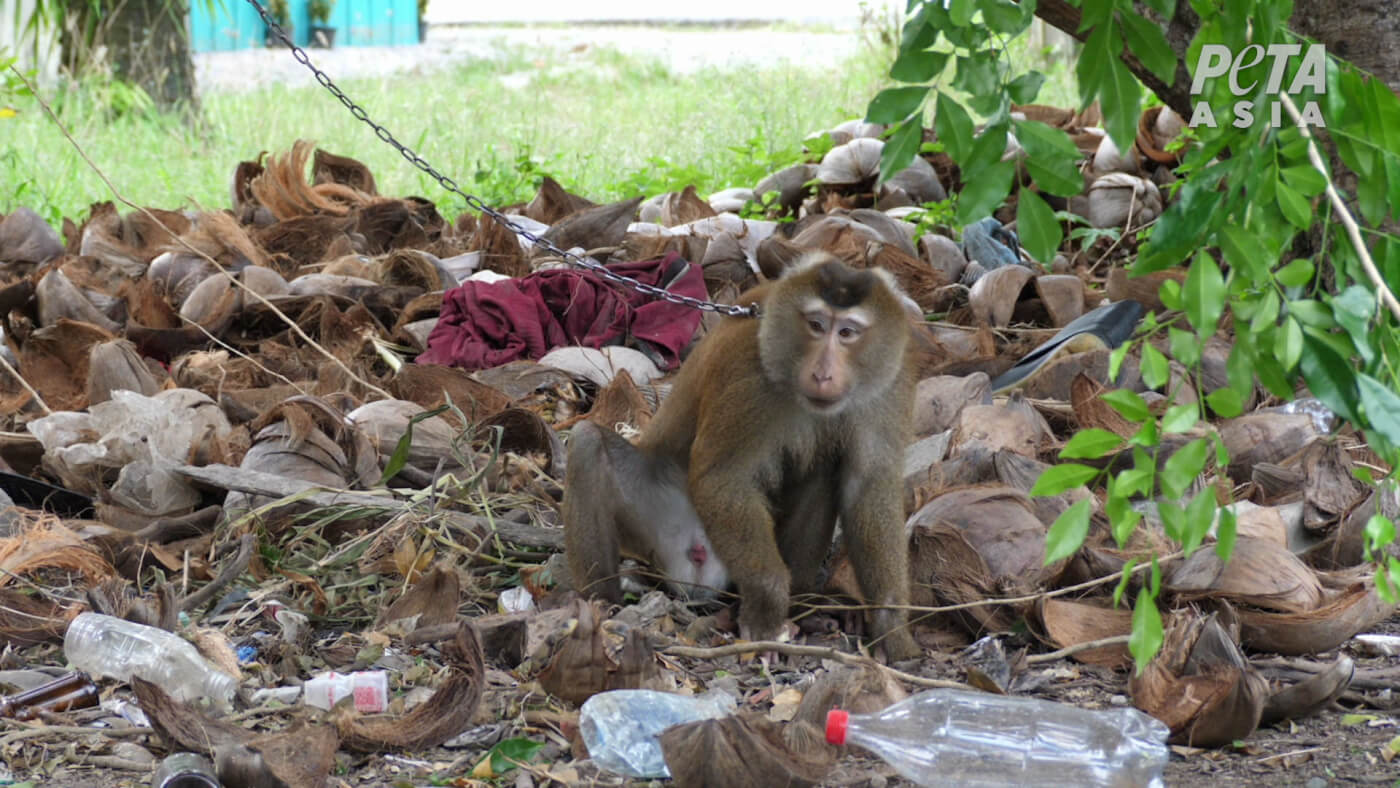 a monkey surrounded by rubbish