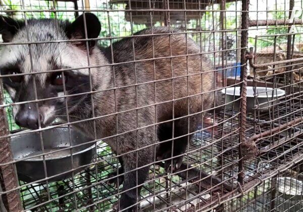 Civet Cats Driven Mad: PETA Exposes Kopi Luwak Coffee