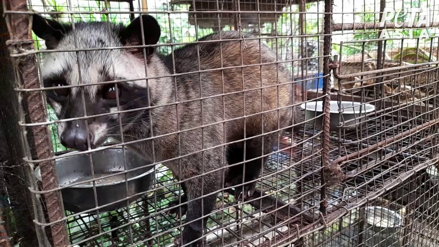 Civet Cats Driven Mad: PETA Exposes Kopi Luwak Coffee - News - PETA  Australia