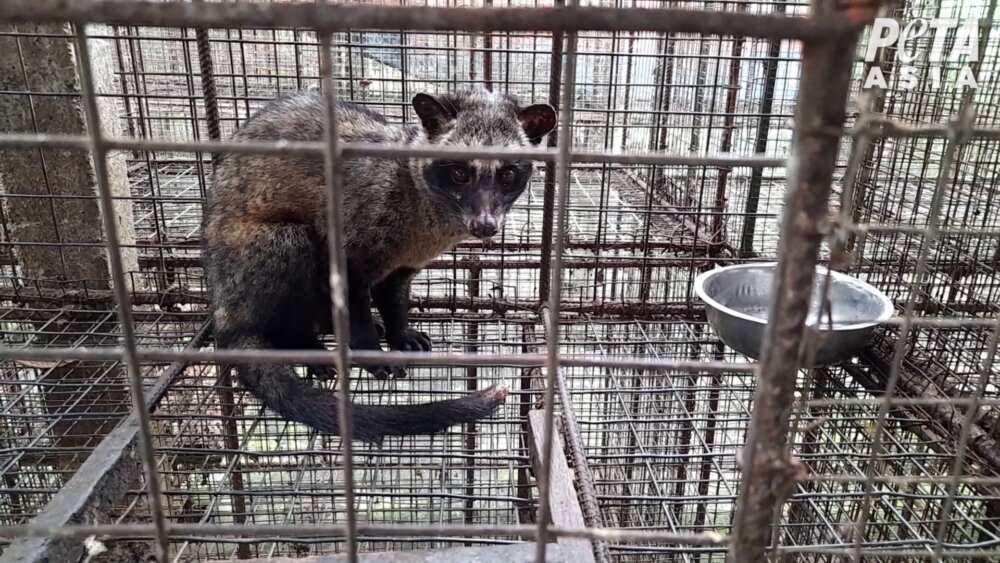 Civet Cats Driven Mad PETA Exposes Kopi Luwak Coffee News PETA