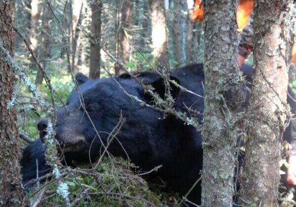 New Fur Exposé: Bears Baited With Cookies, Shot With Crossbows