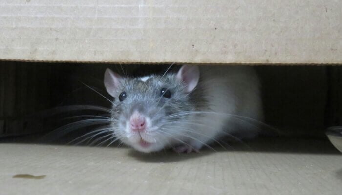 Australian Experimenters Strangle Female Rats in Gruesome Domestic Violence Test