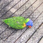 A rainbow lorikeet found dead in a black tree net.