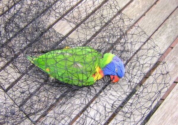 A rainbow lorikeet found dead in a black tree net.