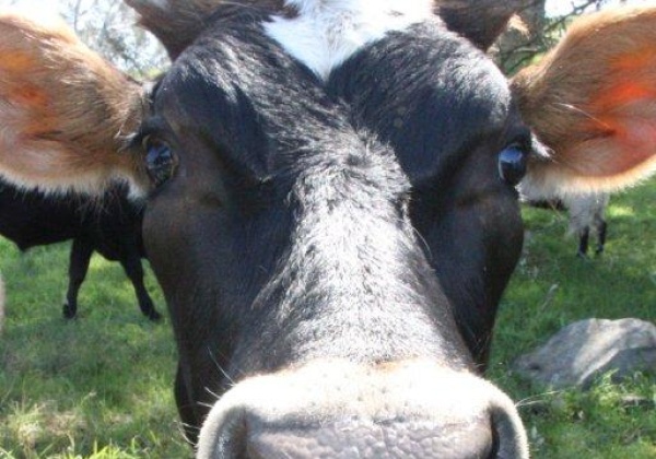 Casey Affleck Speaks Up for Cows