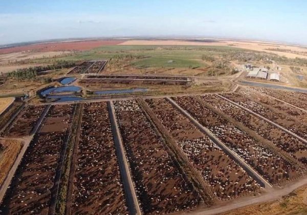 Cows in QLD, Australia