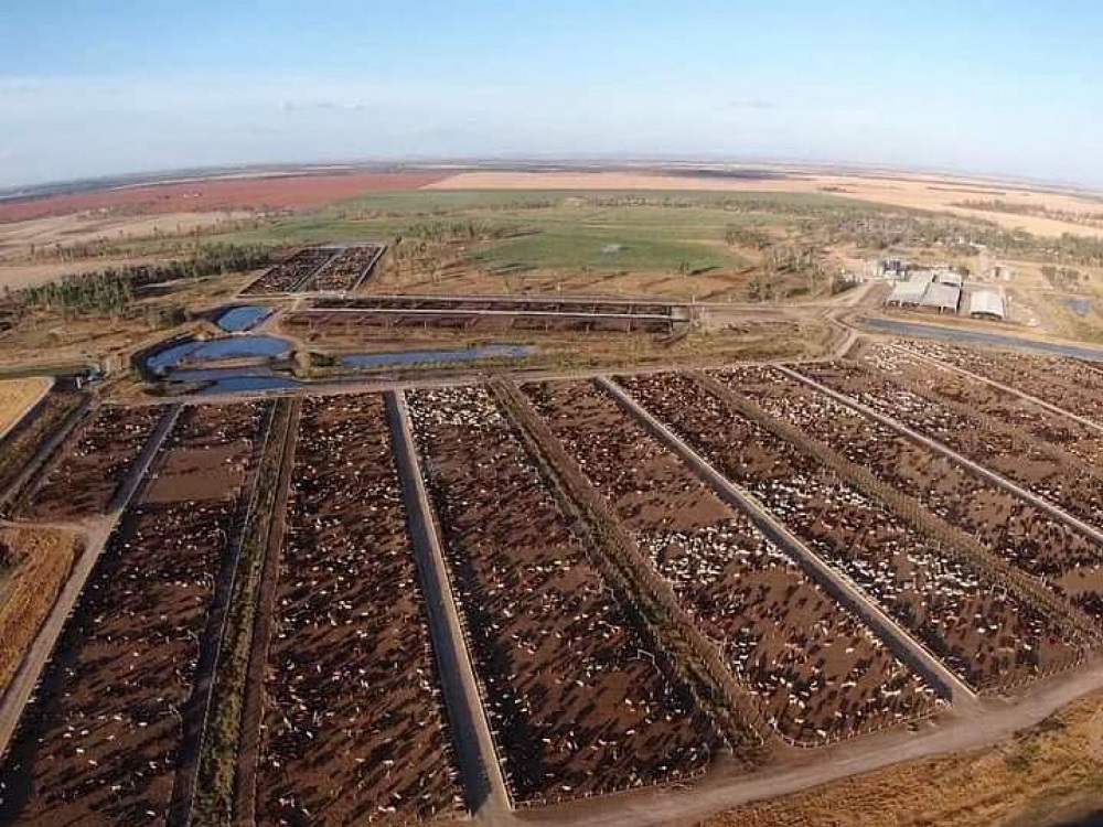 Cows in QLD, Australia