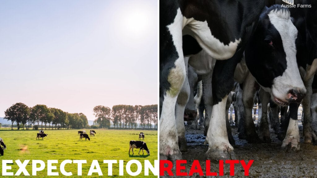 The reality of cows used for food.