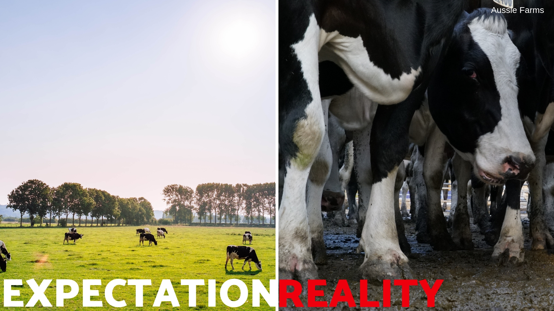 The reality of cows used for food. 