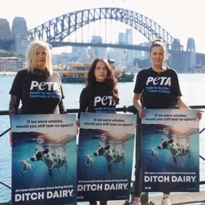 Whale Migration Inspires PETA Ad – Mother Cows Love Their Calves Just as Whales Love Theirs