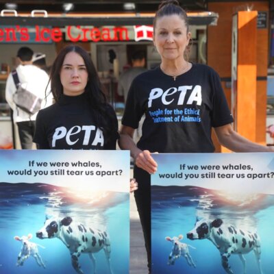 Whale Migration Inspires PETA Ad – Mother Cows Love Their Calves Just as Whales Love Theirs