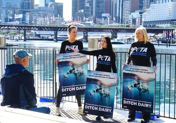Whale Migration Inspires PETA Ad – Mother Cows Love Their Calves Just as Whales Love Theirs