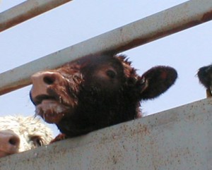 cow on truck, live export