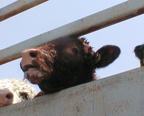 Egypt Cattle Abuse Renews Calls for an End to Australian Live Export