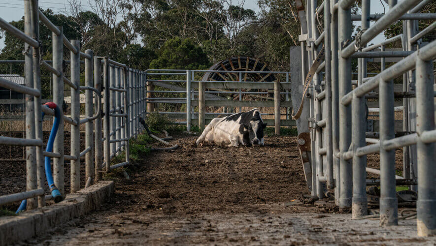 Extra for Soya Milk? Ask Toby’s Estate to Drop the Surcharge