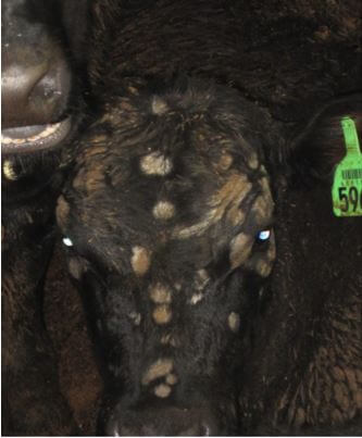 Cow with ringworm