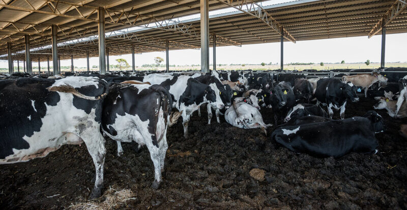 Cows stand in feces and urine at Australian dairy farm.