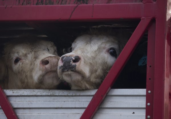 Cows and Human Crew Lost at Sea in ‘Gulf Livestock 1’ Tragedy