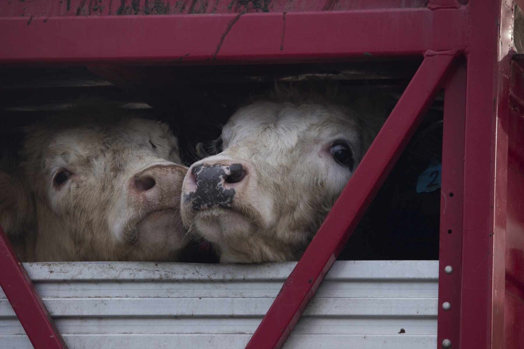 Cows on trucks bound for the slaughterhouse.
