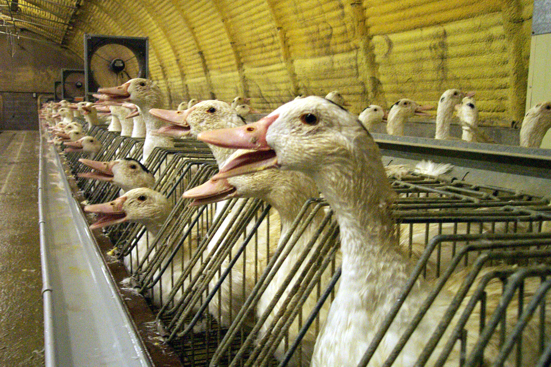 VICTORY! Melbourne Restaurant Drops Foie Gras