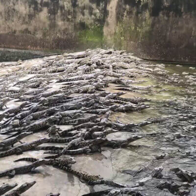 crocodiles in captivity, used for the exotic skins trade.