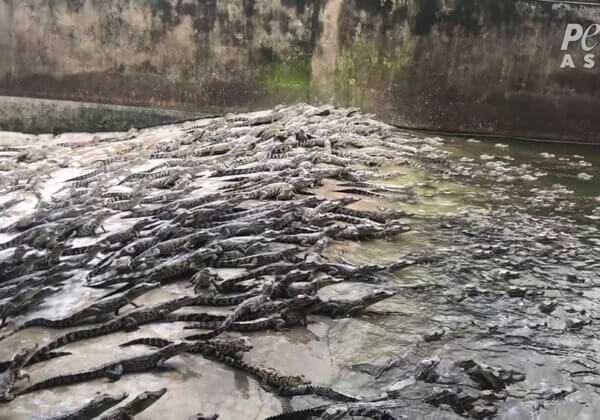 crocodiles in captivity, used for the exotic skins trade.