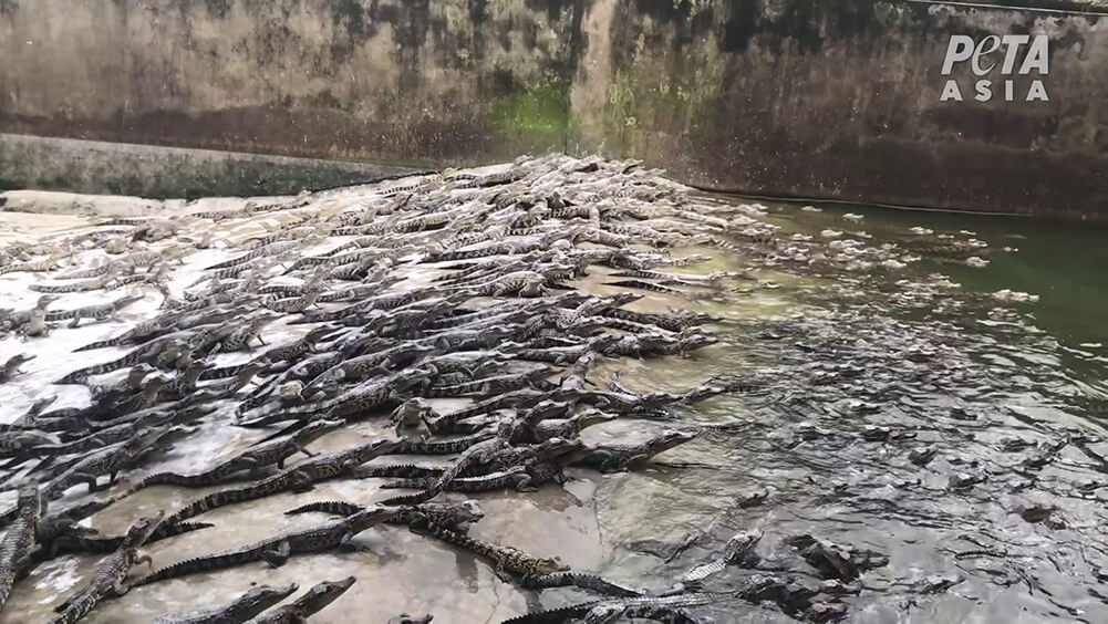 crocodiles in captivity, used for the exotic skins trade.