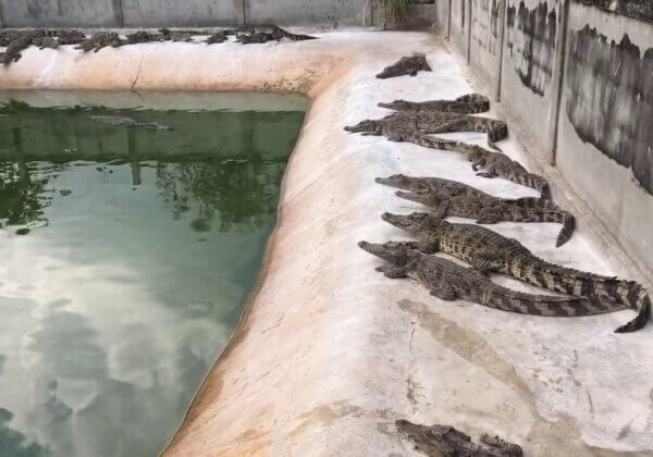 Crocodiles Skinned Alive for Bags, Shoes, and Belts