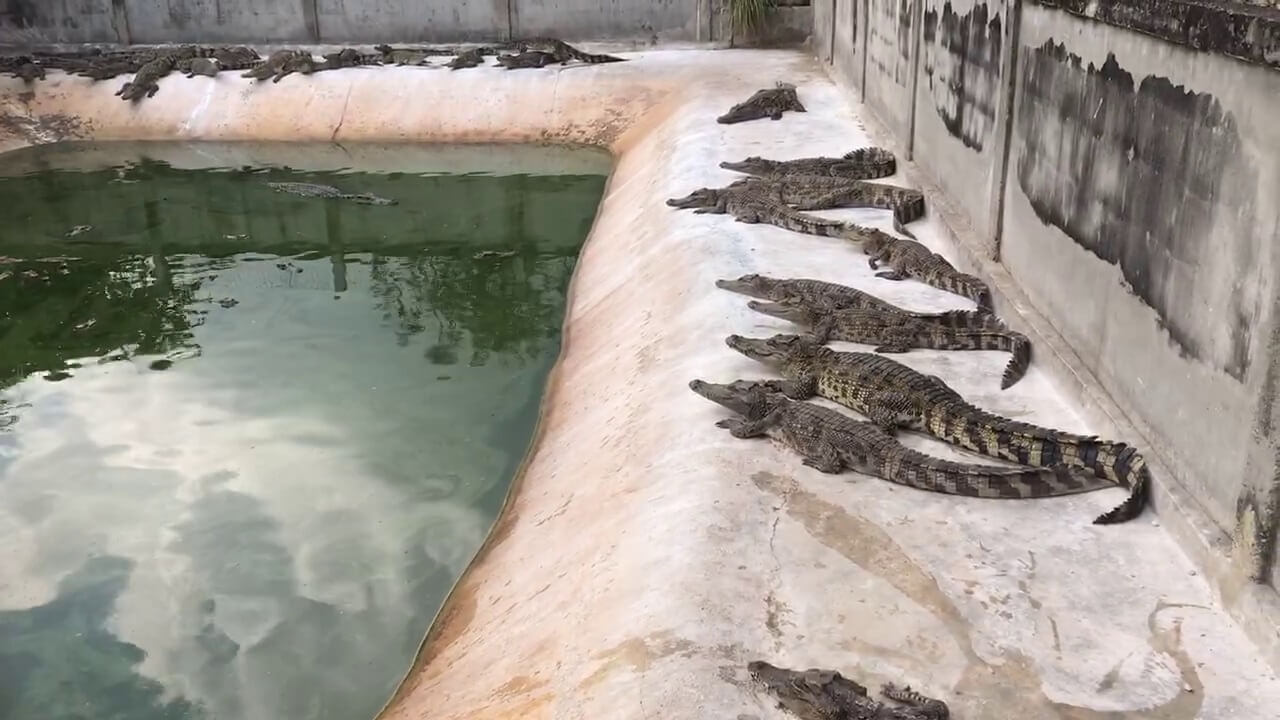 Crocodiles Skinned Alive for Bags, Shoes, and Belts