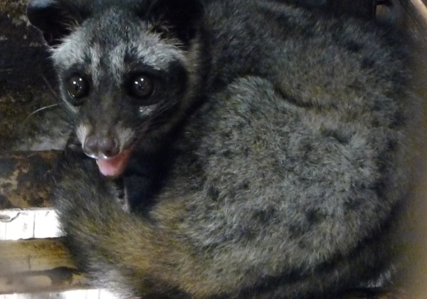 Civets Suffer for Vile Coffee
