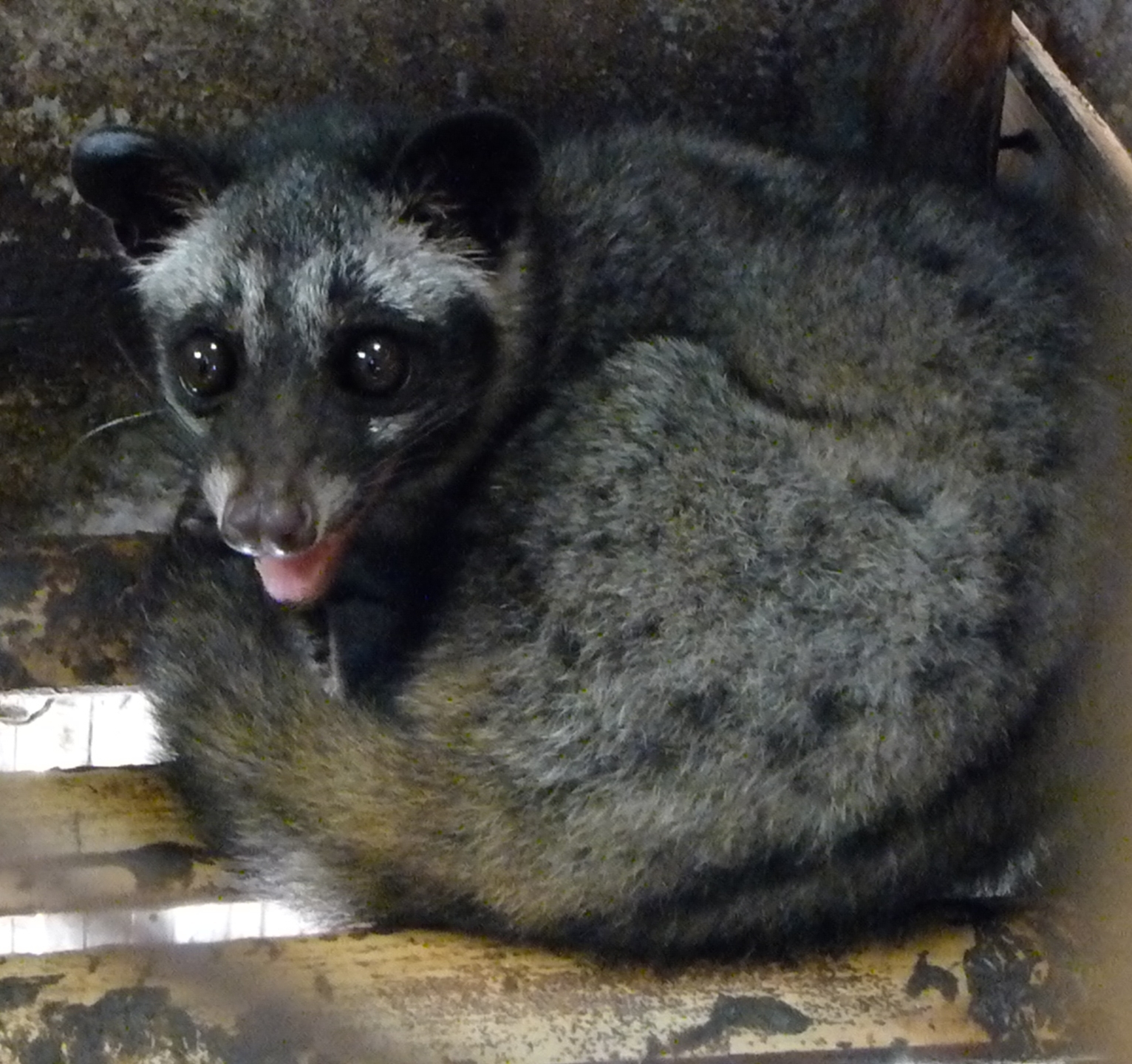 Civets Suffer for Vile Coffee