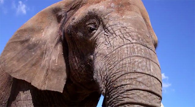 Australia’s Last Captive African Elephant Dies