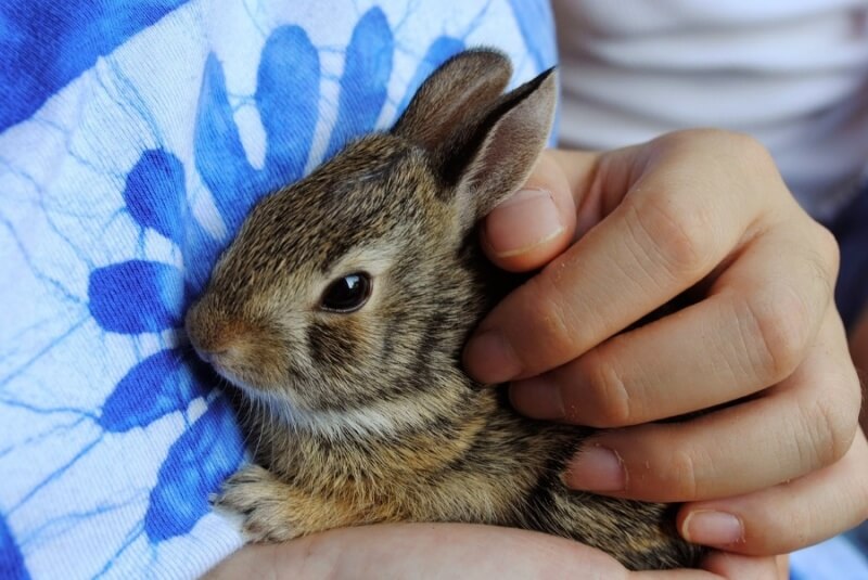 Cute bunny being held