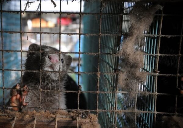 Mink in a cage on a fur farm