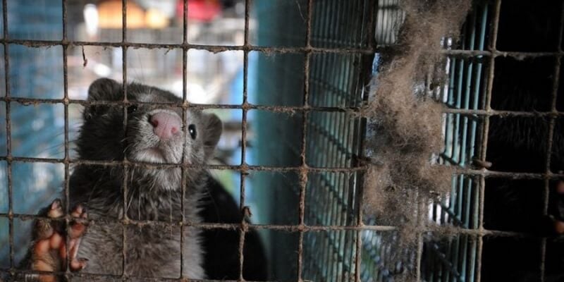 Mink in a cage on a fur farm