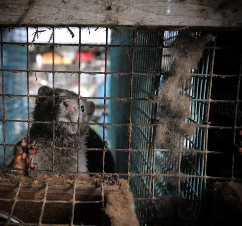 Mink in a cage on a fur farm