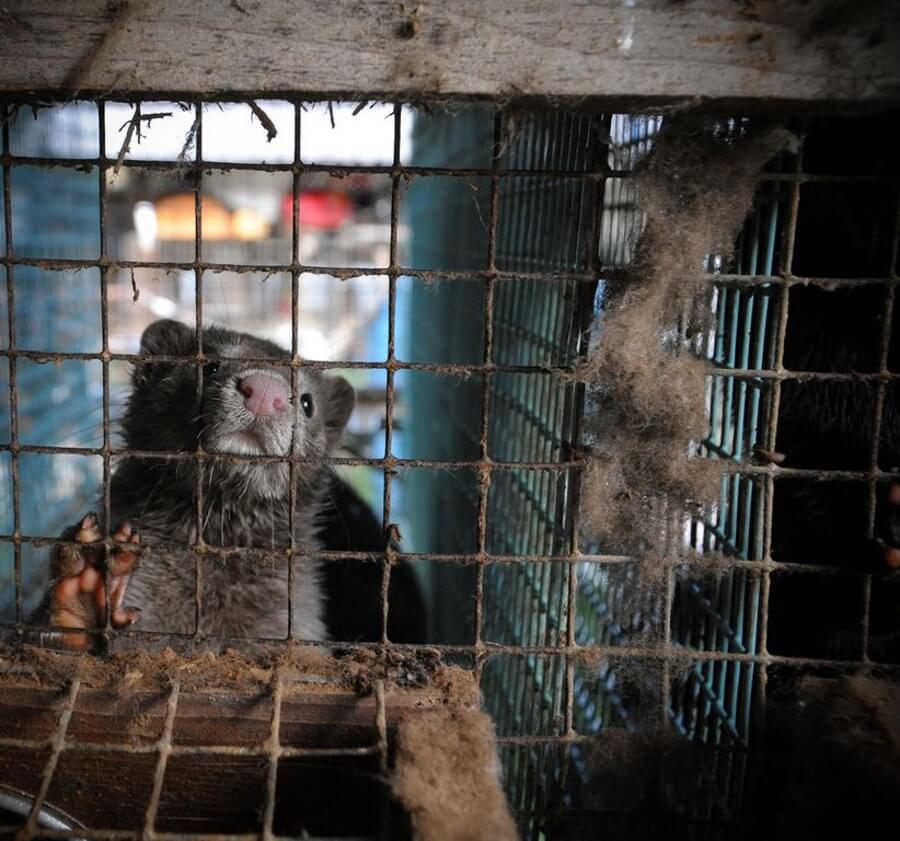 Mink in a cage on a fur farm