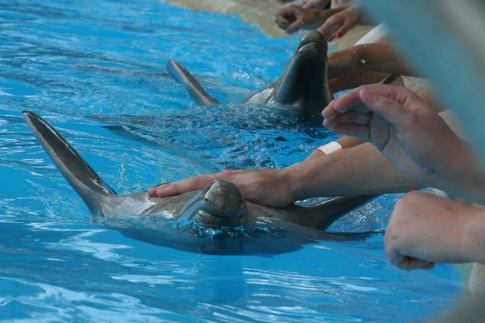 Dolphin petting at Dolphin Marine Magic (now named Dolphin Marine Conservation Park)