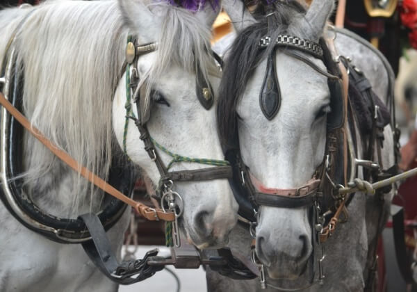 Melbourne Horse-Drawn Carriage