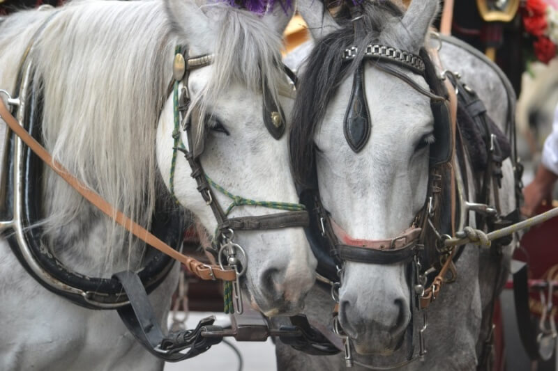 Melbourne Horse-Drawn Carriage