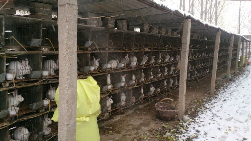 Rabbit Fur Farm China