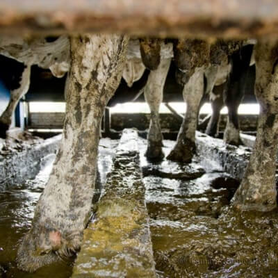 A photo of dairy cows being transported to slaughter in a filthy truck.