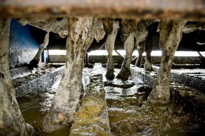 Dairy Cows Transported to Slaughter in Filthy Truck