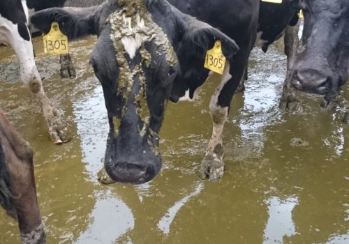 A photo of dairy cows in Australia.