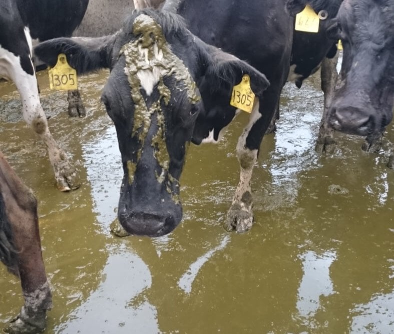 A photo of dairy cows in Australia.