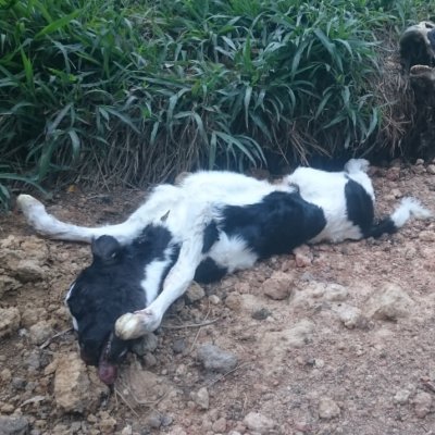 A dead calf and cow on a dairy farm in Australia.